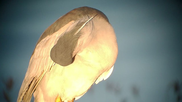 Black-crowned Night Heron - ML402880041