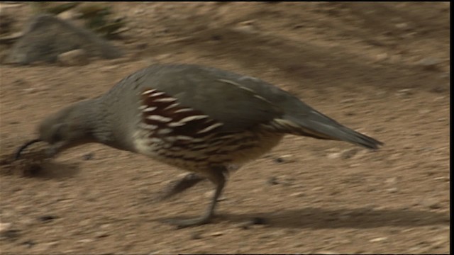 Gambel's Quail - ML402882