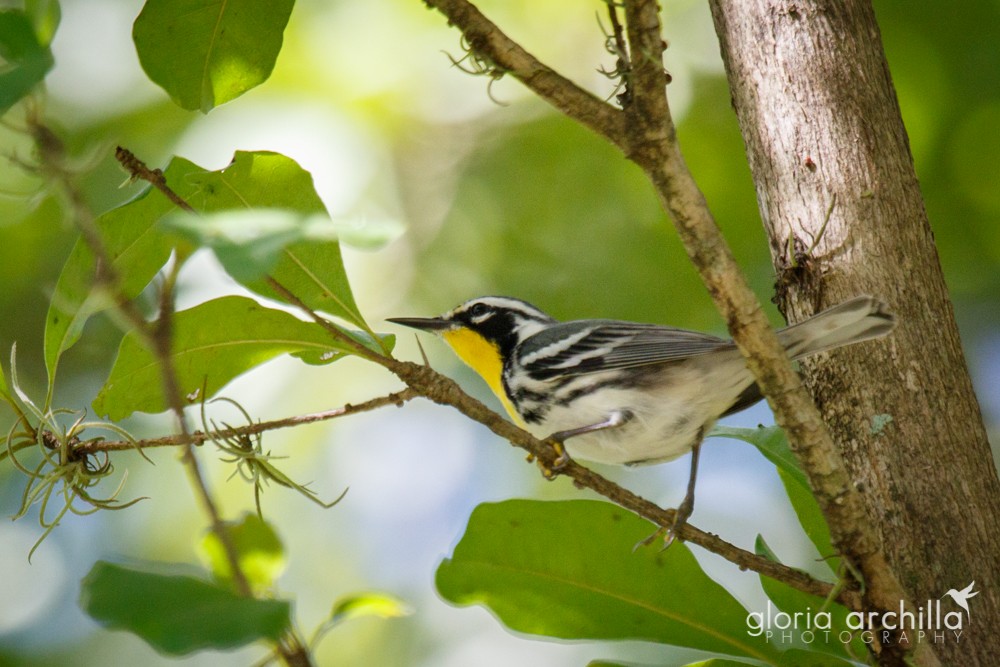 Yellow-throated Warbler - ML40288231