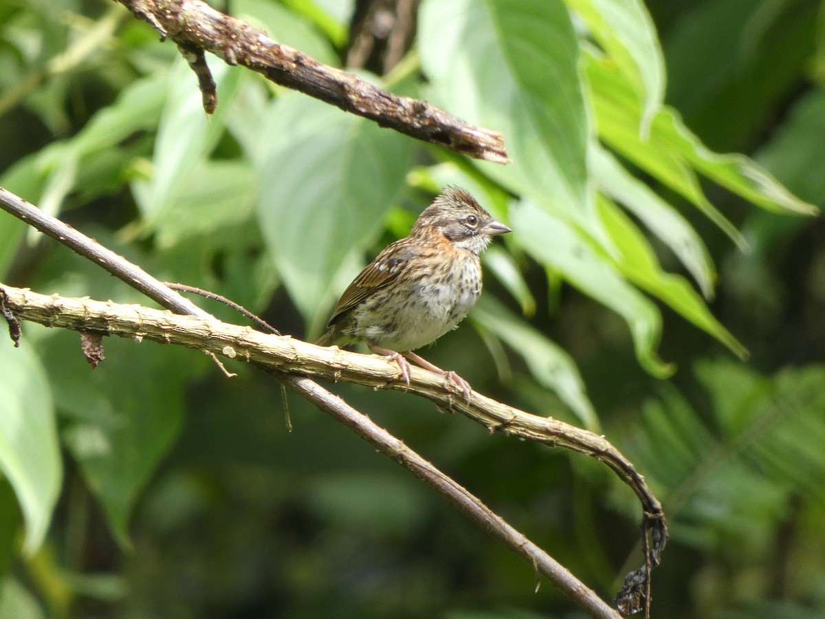 Rufous-collared Sparrow - ML402883031