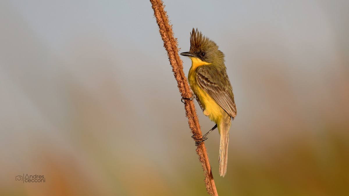 Crested Doradito - Andrés Cecconi