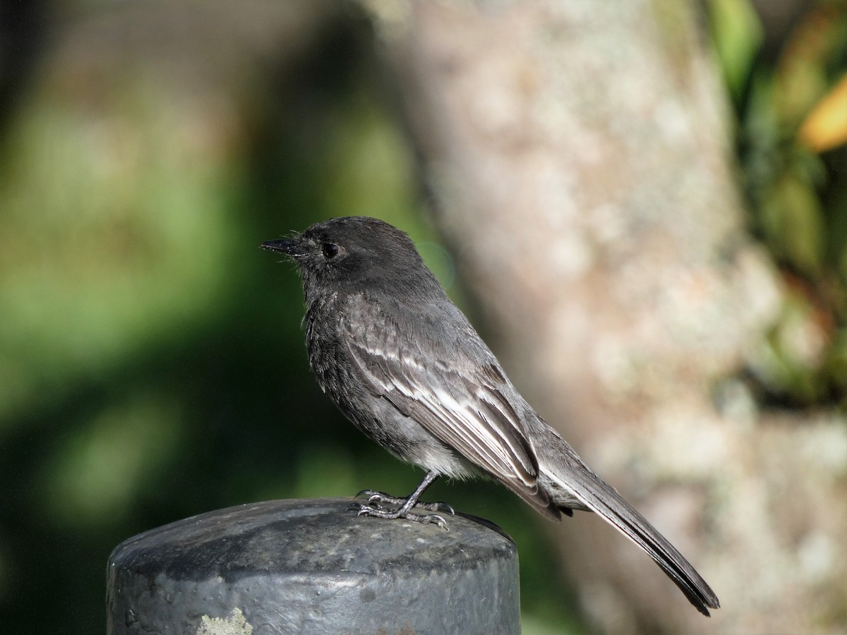 Black Phoebe - ML402886151