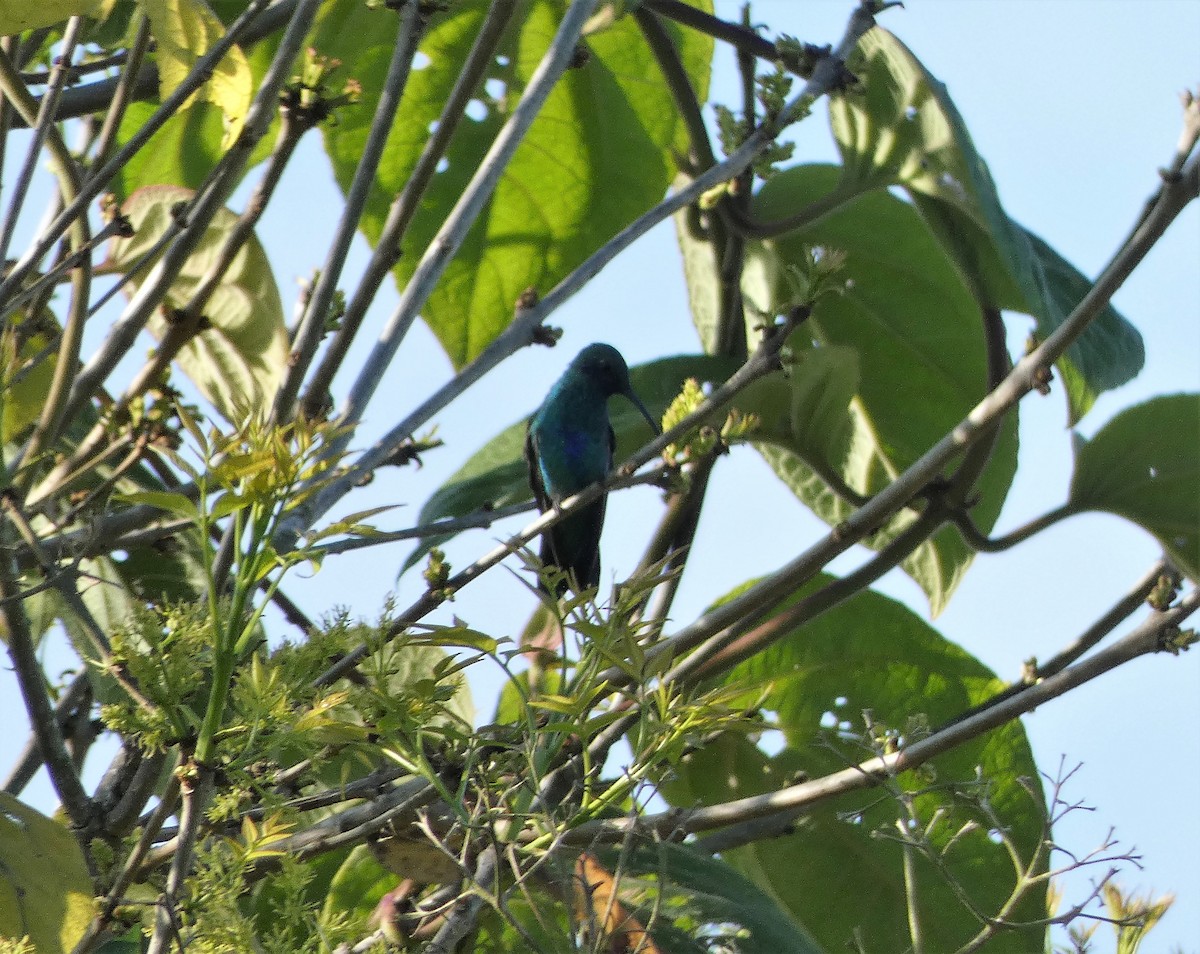 Colibrí Rutilante - ML402886441