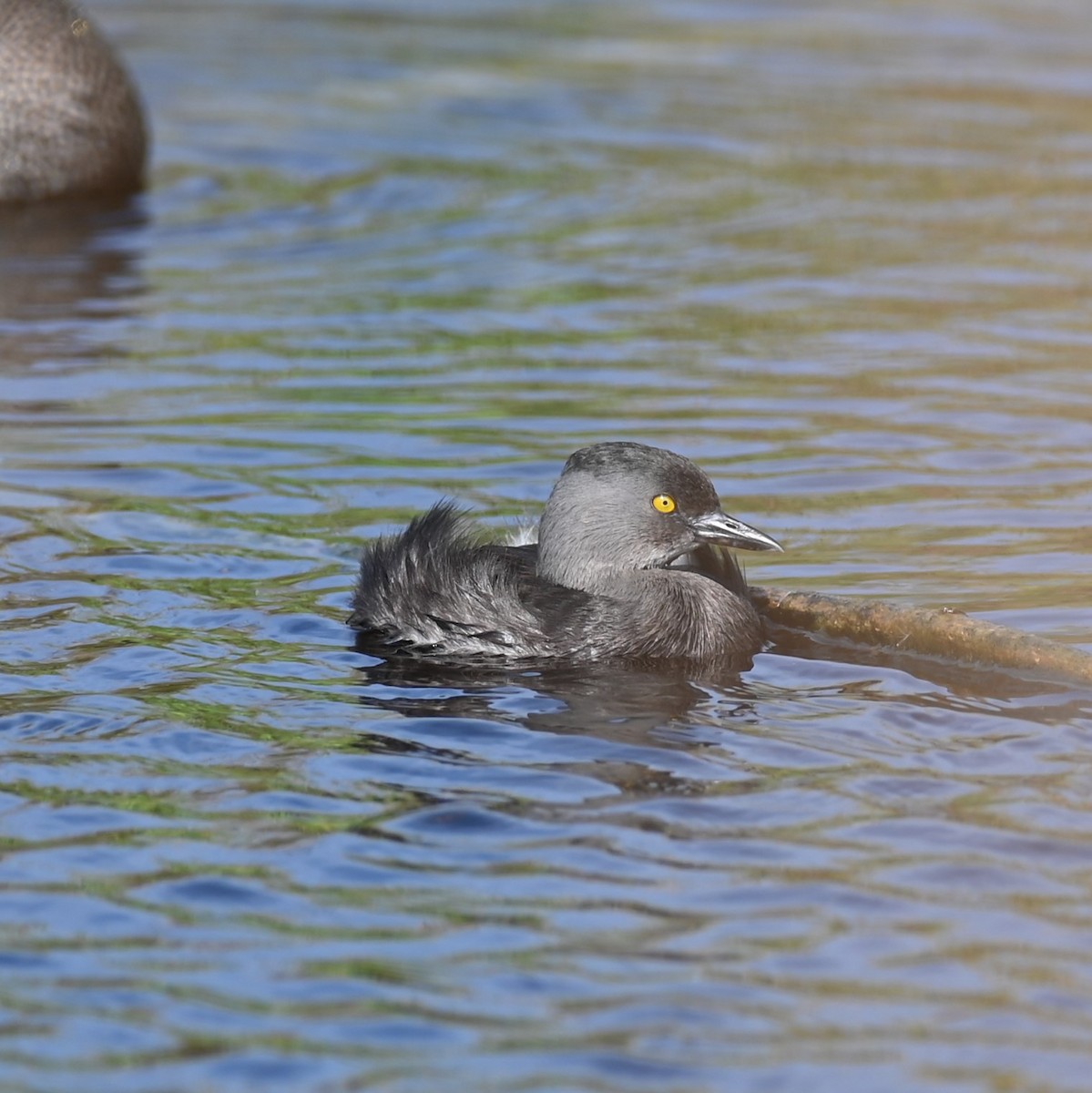 Least Grebe - Michael Orgill