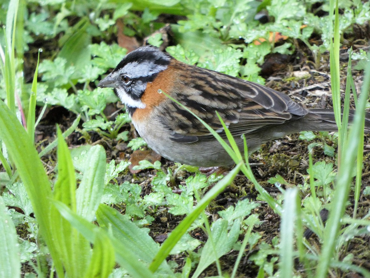 Rufous-collared Sparrow - ML402886741