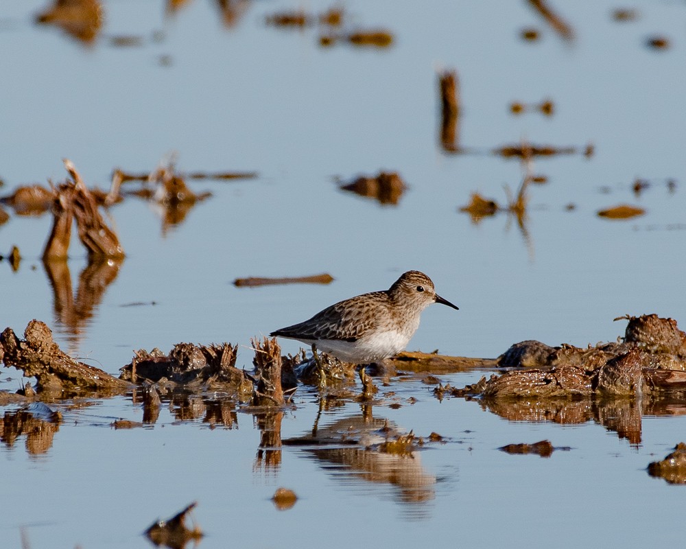 Least Sandpiper - ML402887191