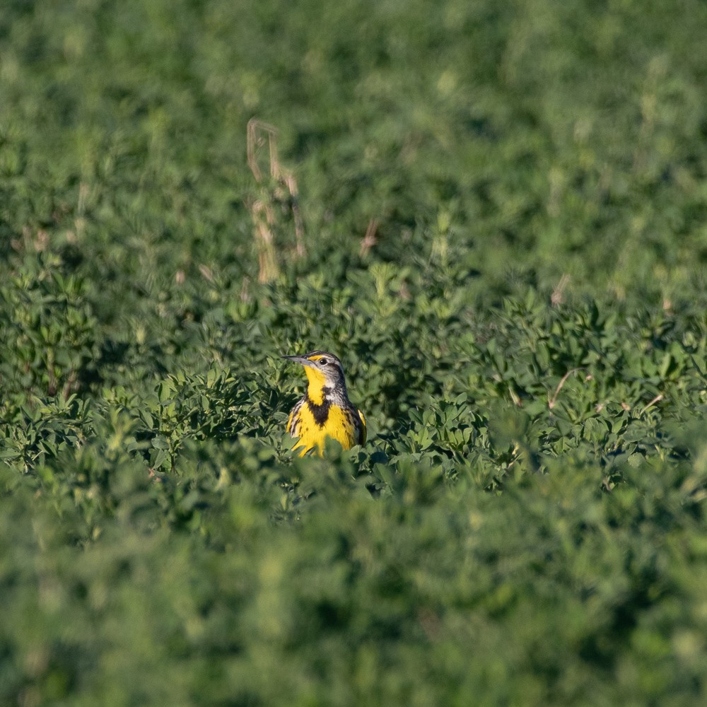 Western Meadowlark - ML402887601