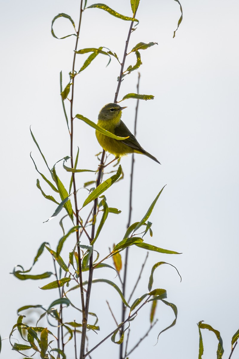 Orange-crowned Warbler - Ryan Dandy