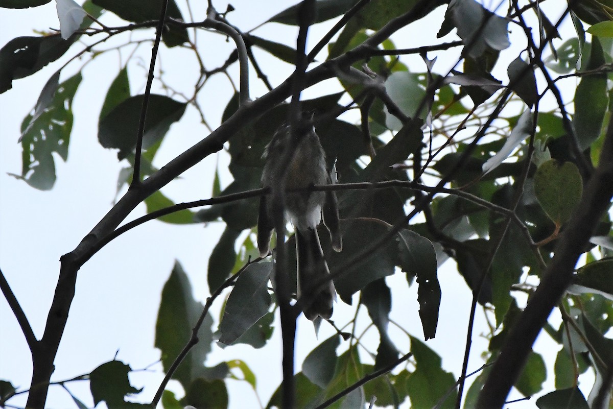 Gray Fantail (albiscapa) - ML402890571