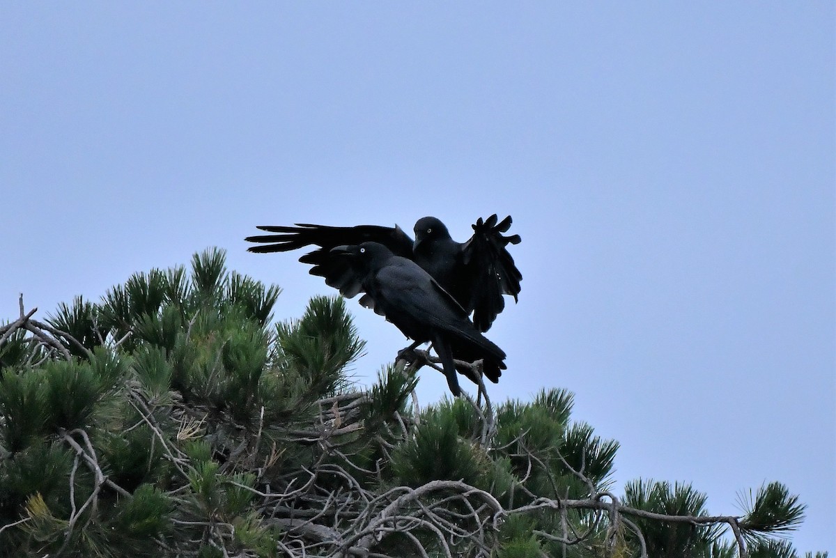 Forest Raven - ML402890591