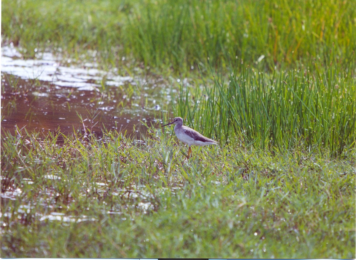 Greater Yellowlegs - ML402890631