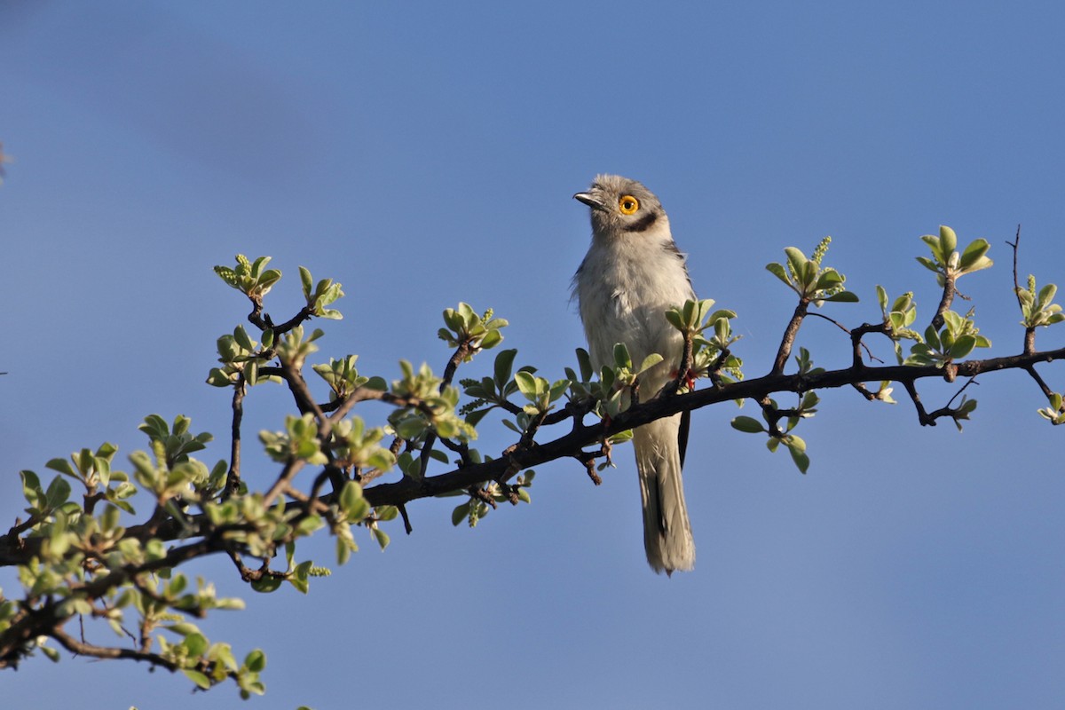 hvittopphjelmvarsler (poliocephalus gr.) - ML402891281