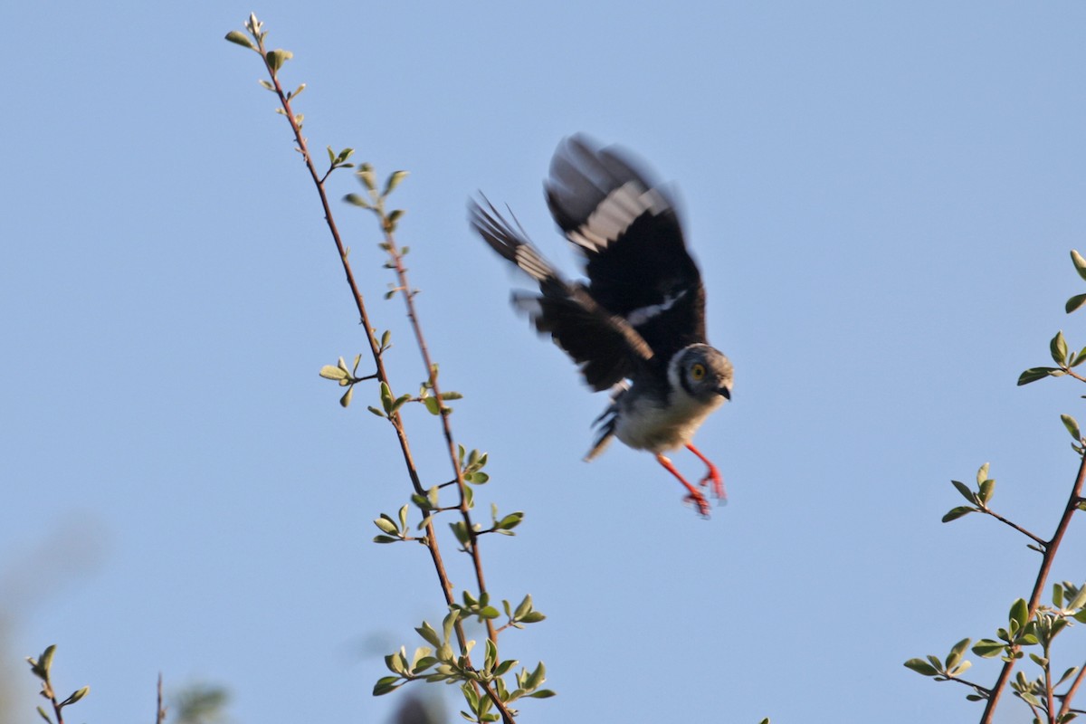 White Helmetshrike (Yellow-eyed) - ML402891291