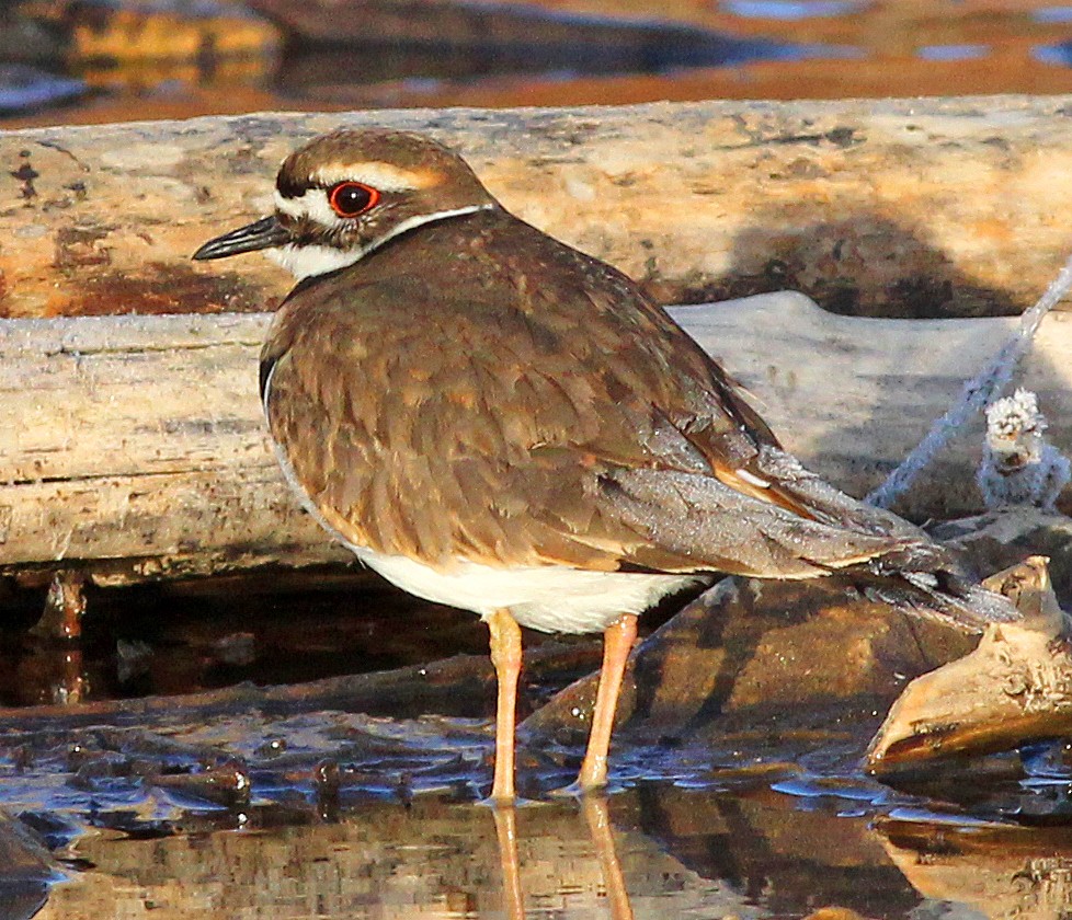 Killdeer - Tom Gannon