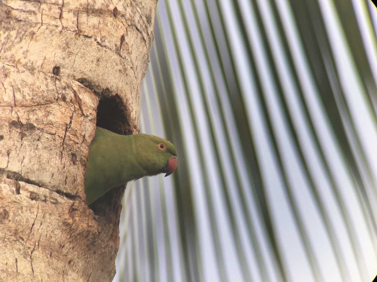 Rose-ringed Parakeet - ML402892391