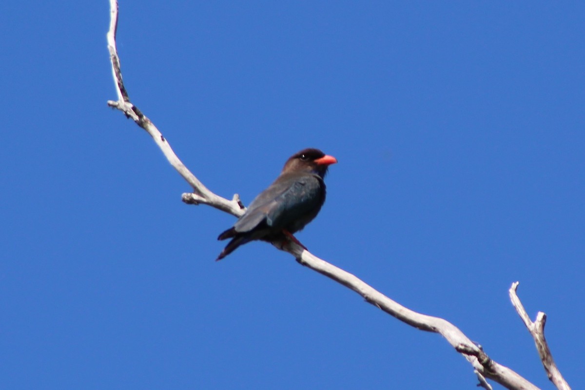 Dollarbird - Leonie Beaulieu