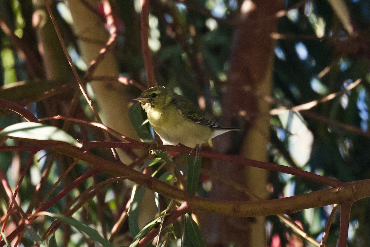 Tennessee Warbler - John Dumlao