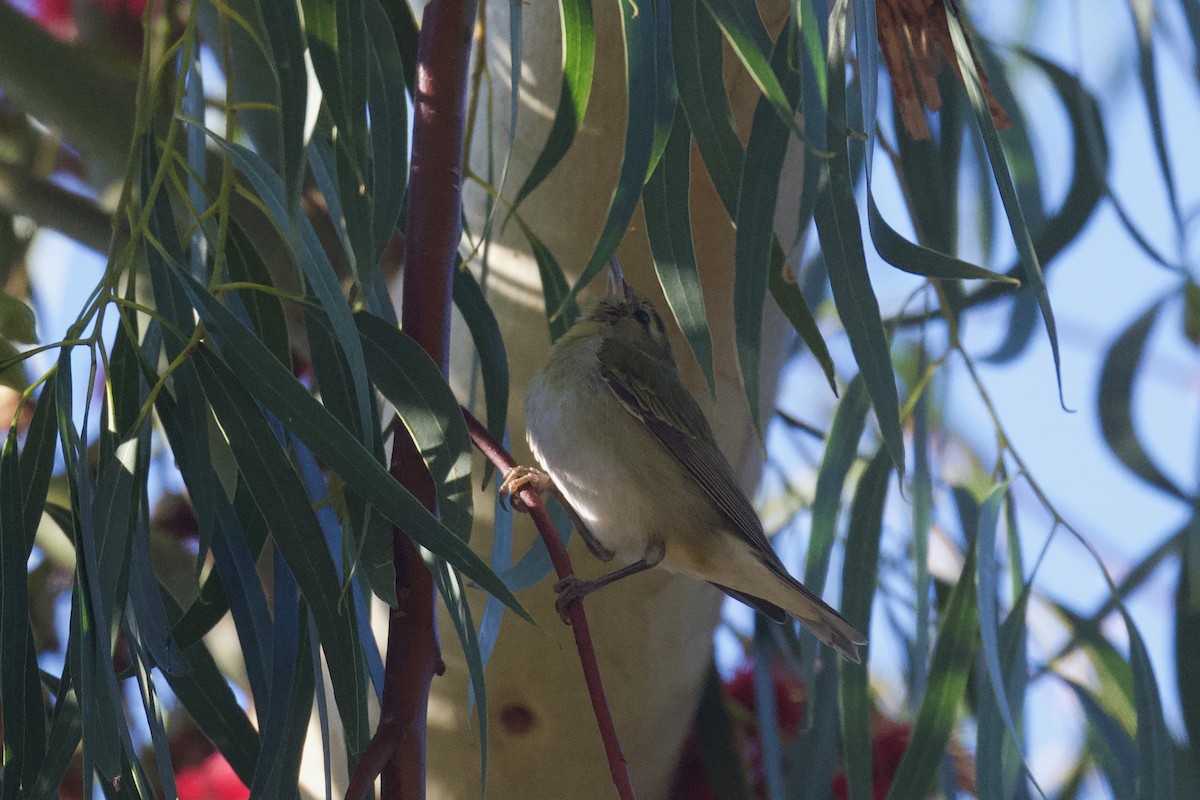 Tennessee Warbler - ML402896221