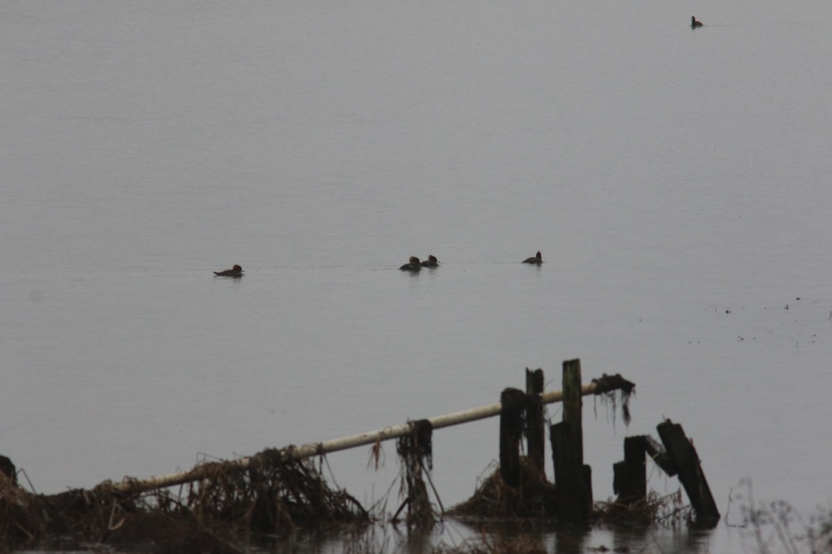 Hooded Merganser - ML402896741