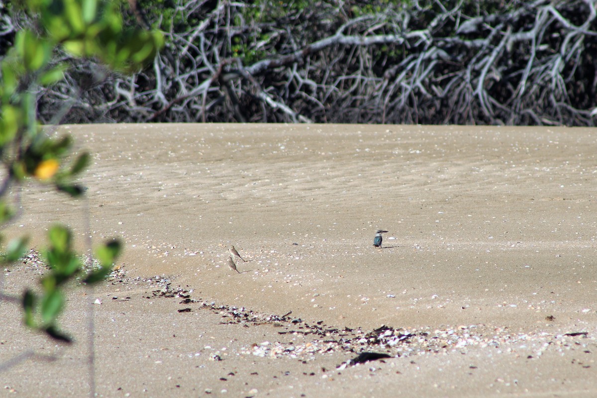 Australian Pipit - ML402897791