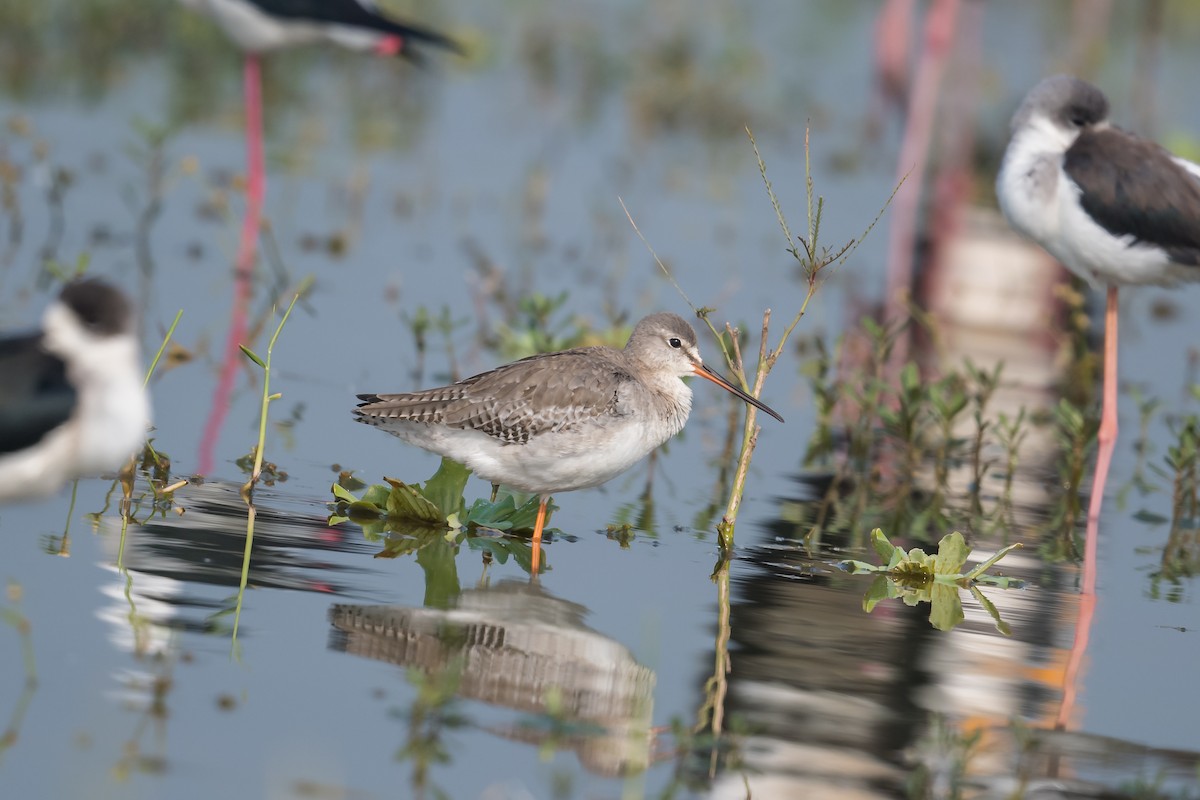 Spotted Redshank - ML402898641