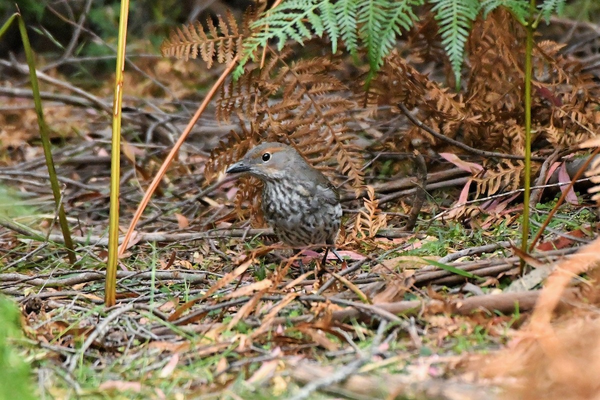 Gray Shrikethrush - ML402899201