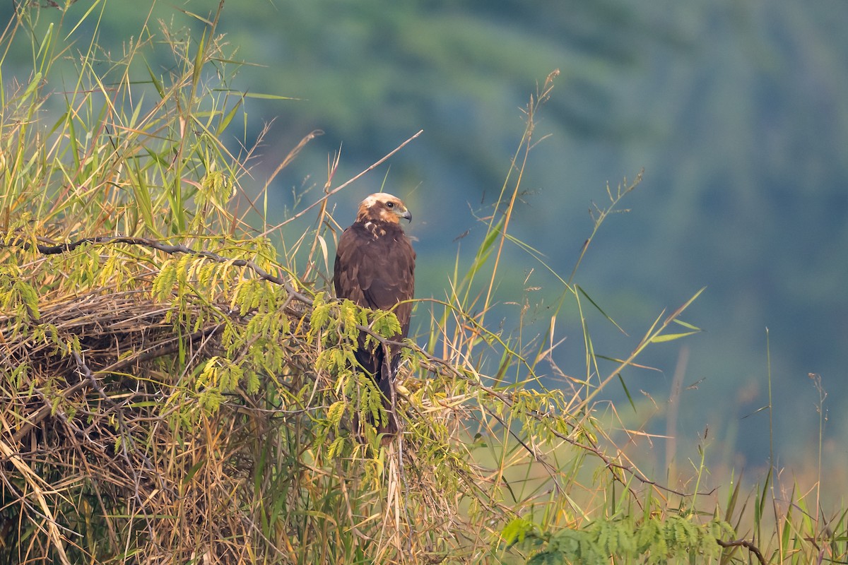 Western Marsh Harrier - ML402899781