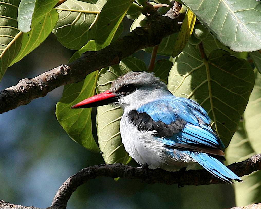 Woodland Kingfisher - ML402901081