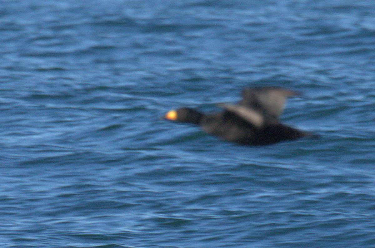 Black Scoter - ML402902051