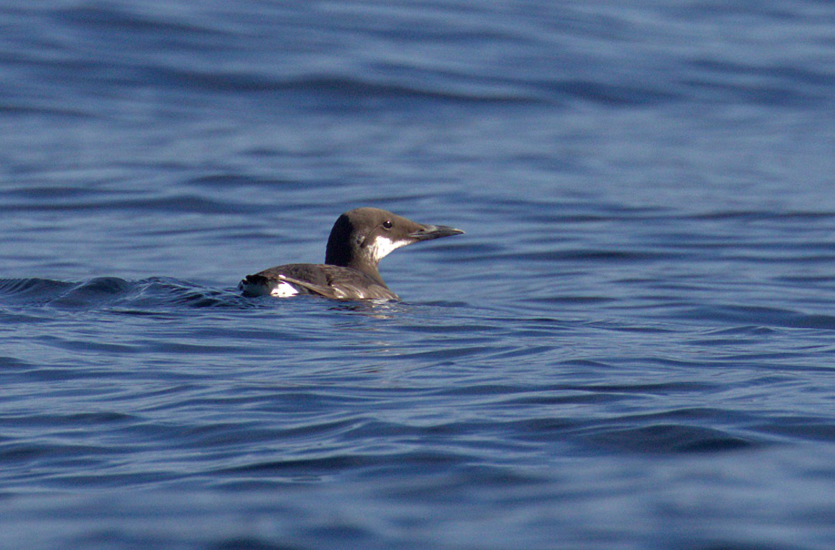 Guillemot marmette - ML402902361