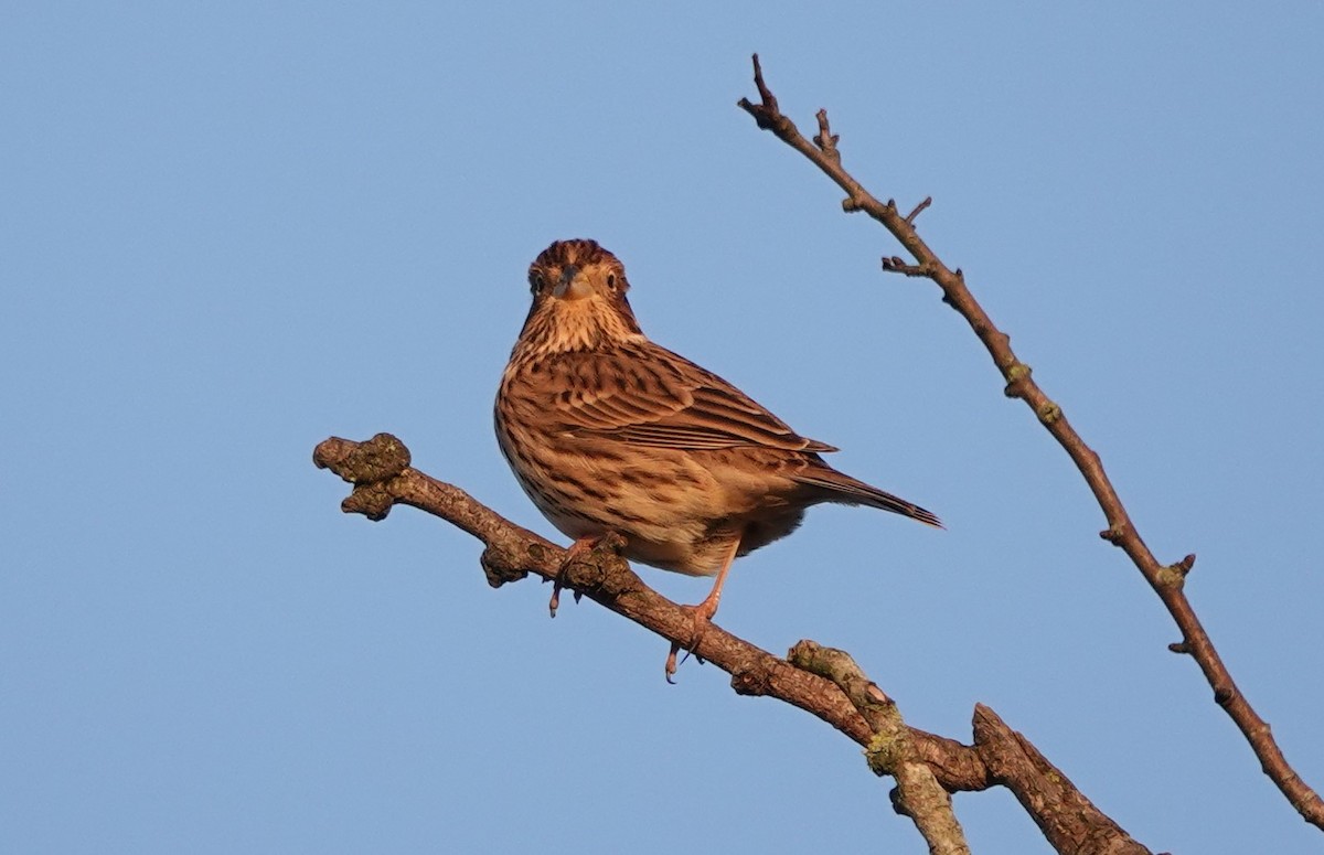 Corn Bunting - ML402902371