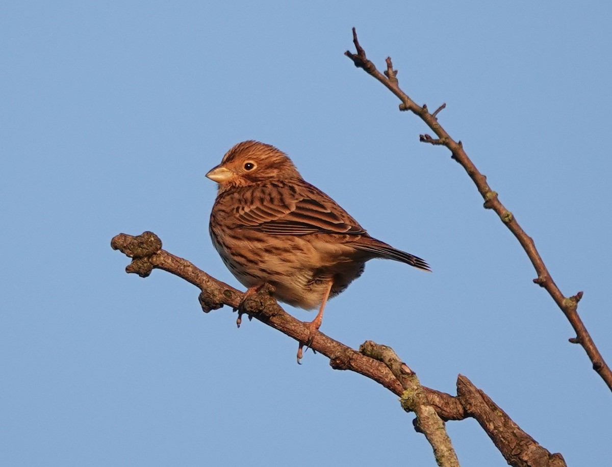 Corn Bunting - Martin Pitt