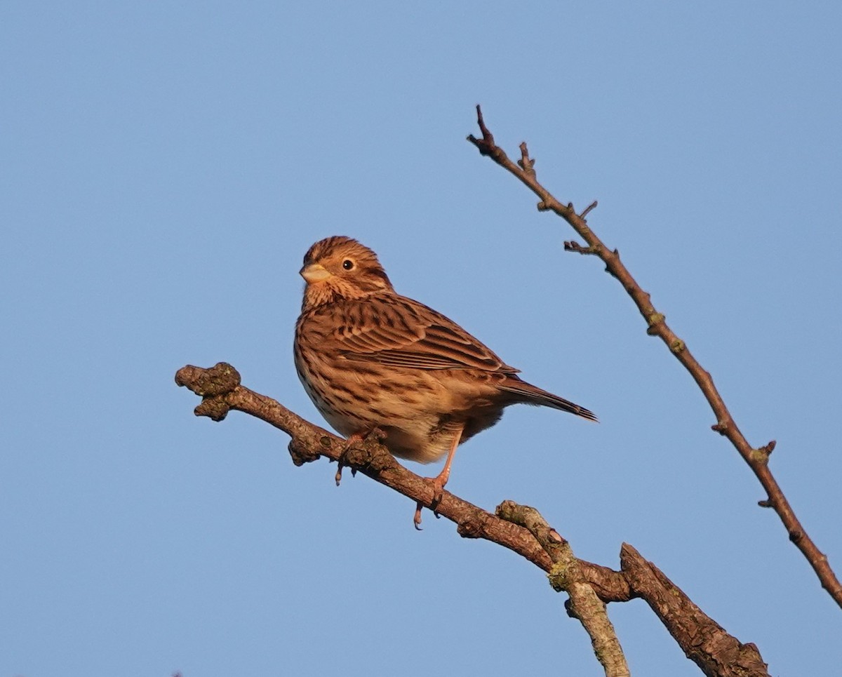 Corn Bunting - ML402902391