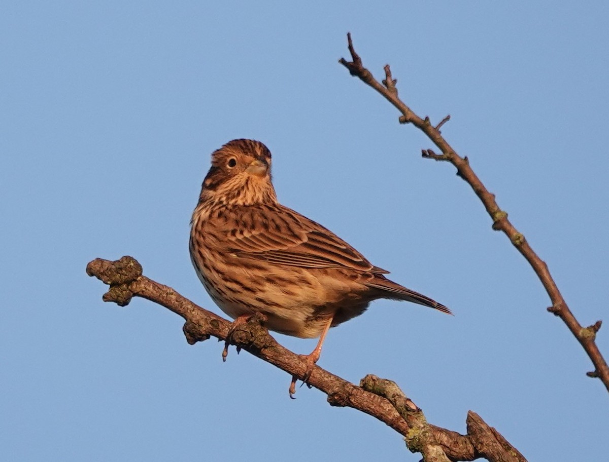 Corn Bunting - ML402902401