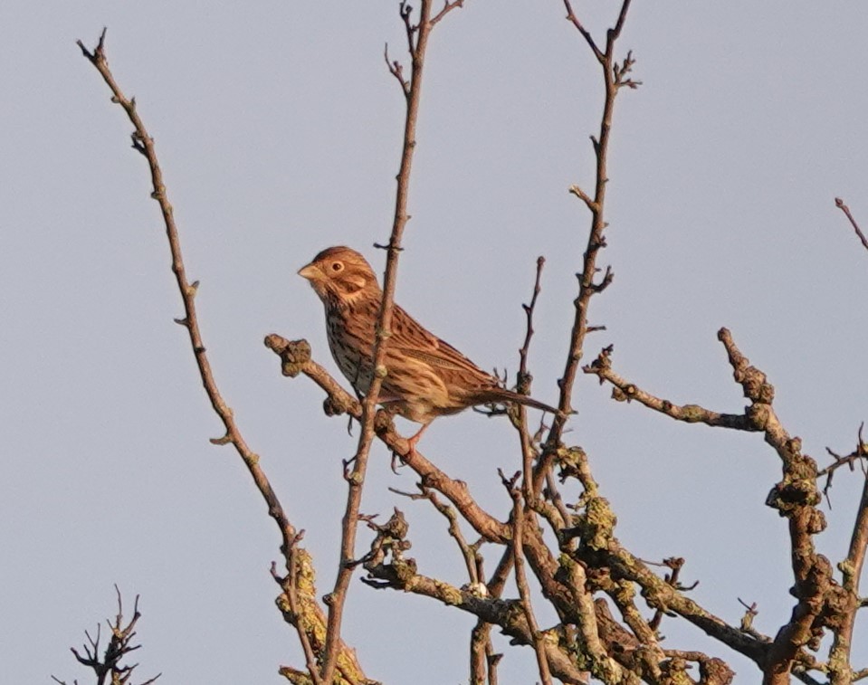 Corn Bunting - ML402902441