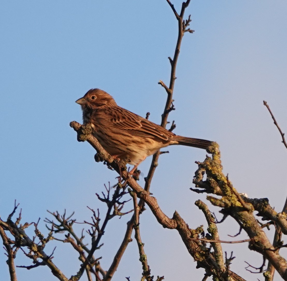 Corn Bunting - ML402902451