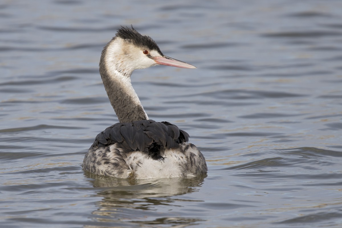 Great Crested Grebe - Joan Cabellos