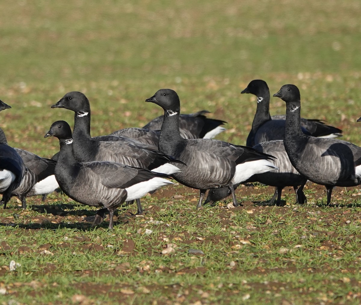 Brant - ML402902821