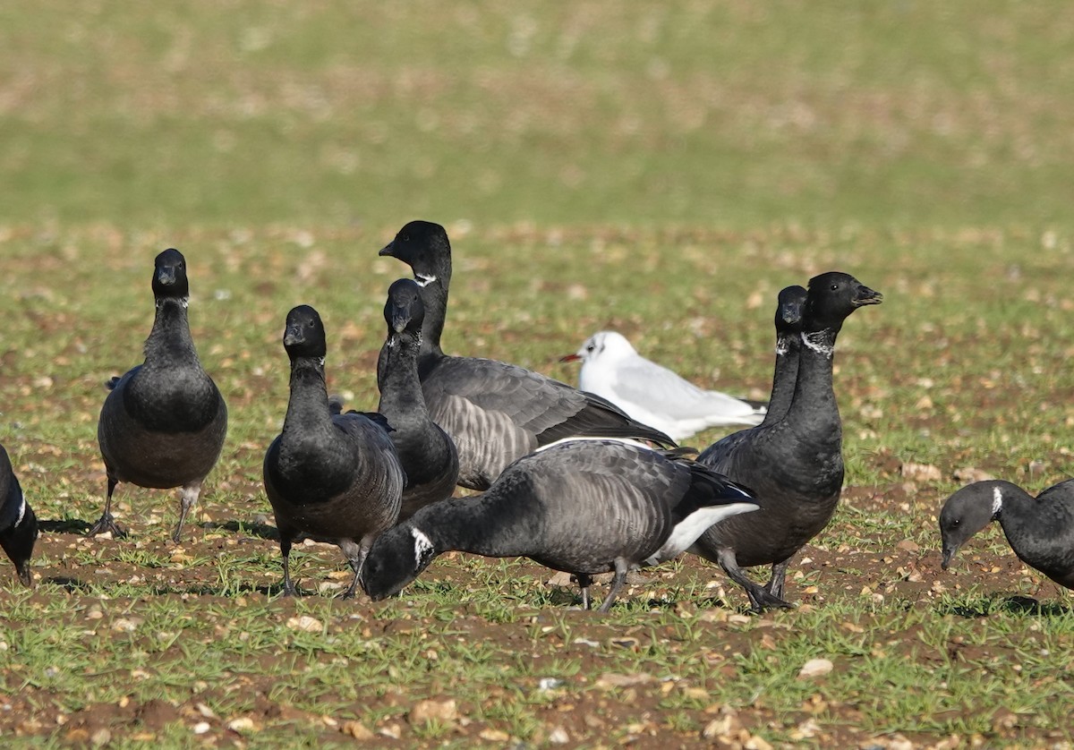 Brant - ML402902831