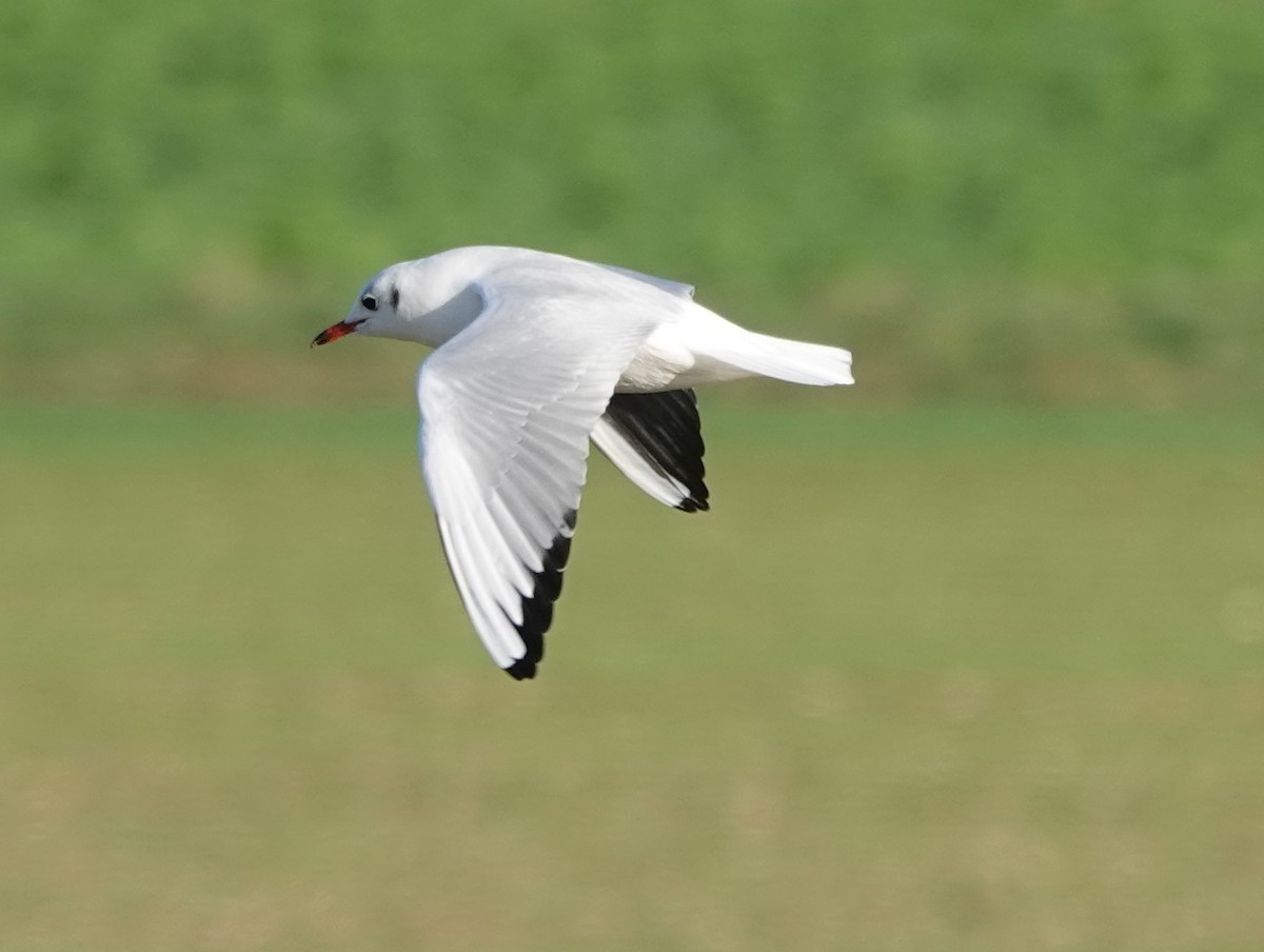 Black-headed Gull - ML402902901