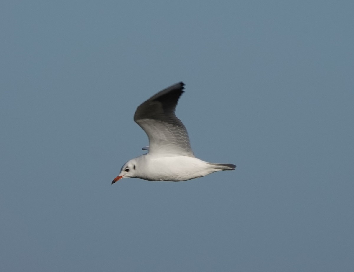 Black-headed Gull - ML402902911