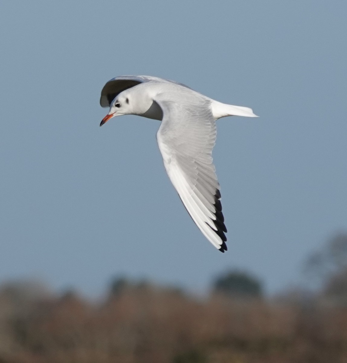Black-headed Gull - ML402902921