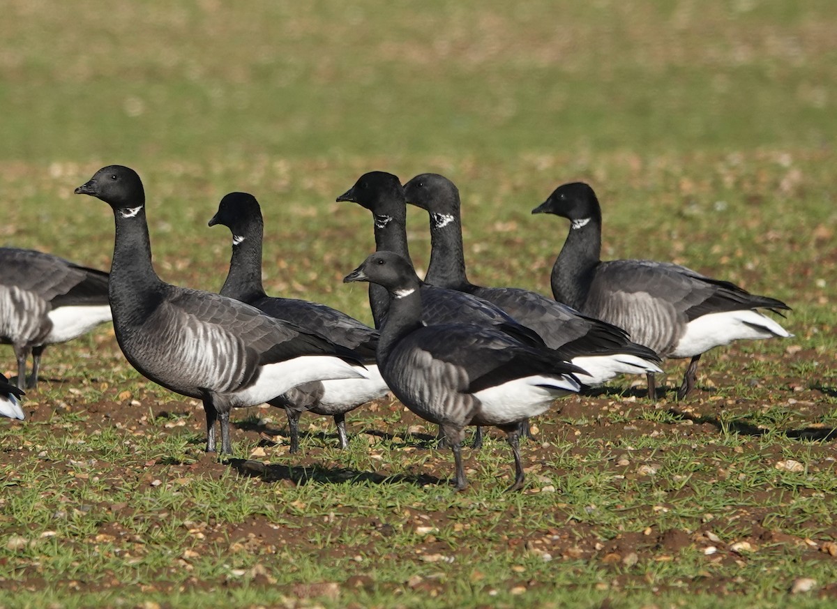 Brant - ML402903091