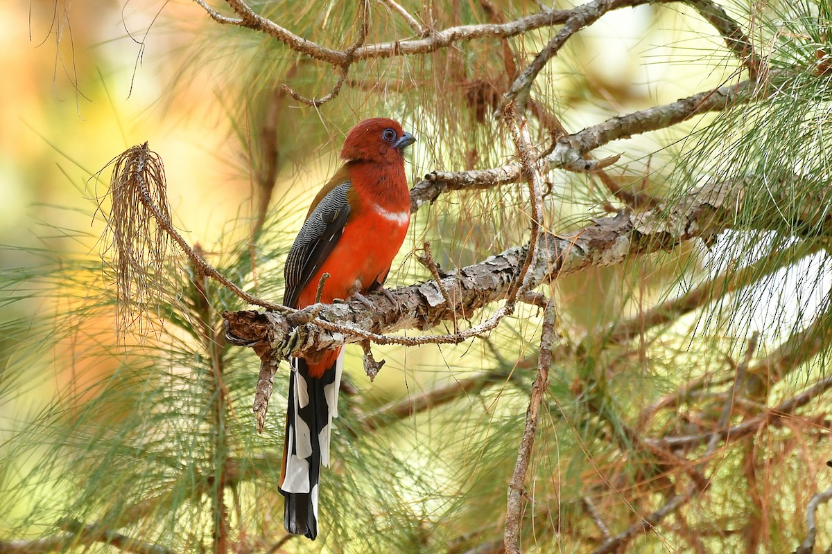 Red-headed Trogon - Supaporn Teamwong
