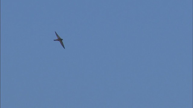 Pallid Swift - ML402906391