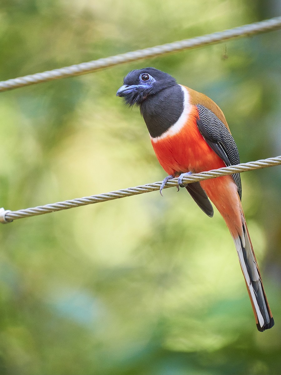 Malabartrogon - ML402906621