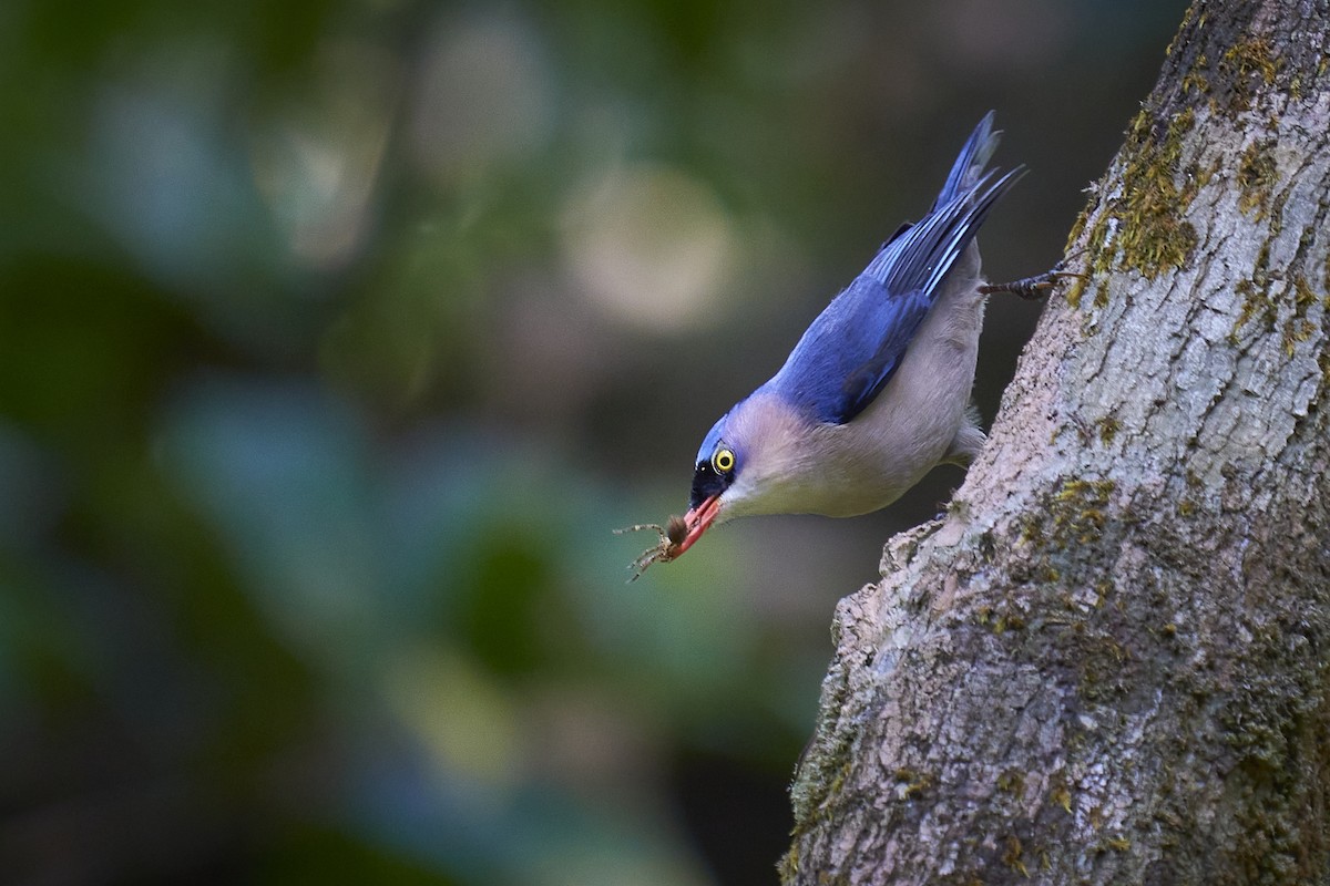 Velvet-fronted Nuthatch - Raghavendra  Pai