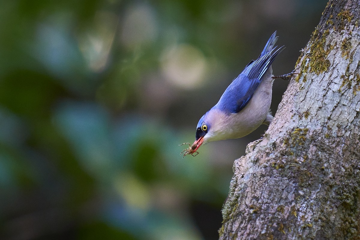 Velvet-fronted Nuthatch - ML402906711