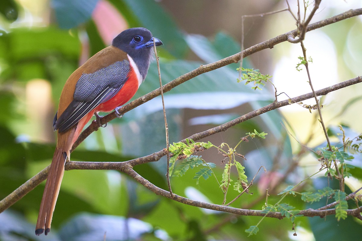 trogon indický - ML402907231