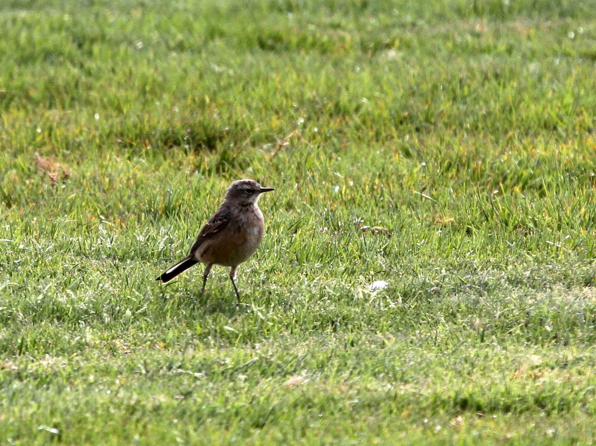 Water Pipit - ML402907731